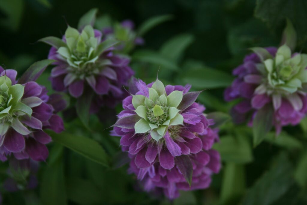 Esence klidu: Bergamot a ylang ylang v boji proti každodennímu stresu. 