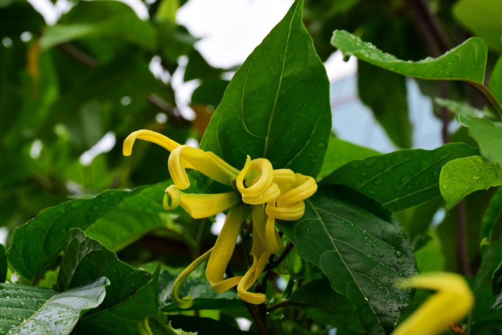 Esence klidu: Bergamot a ylang ylang v boji proti každodennímu stresu. 